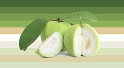 guava gender