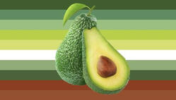 avocado gender